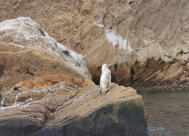 Un "raro" pingüino blanco fue descubierto en islas ecuatorianas de Galápagos