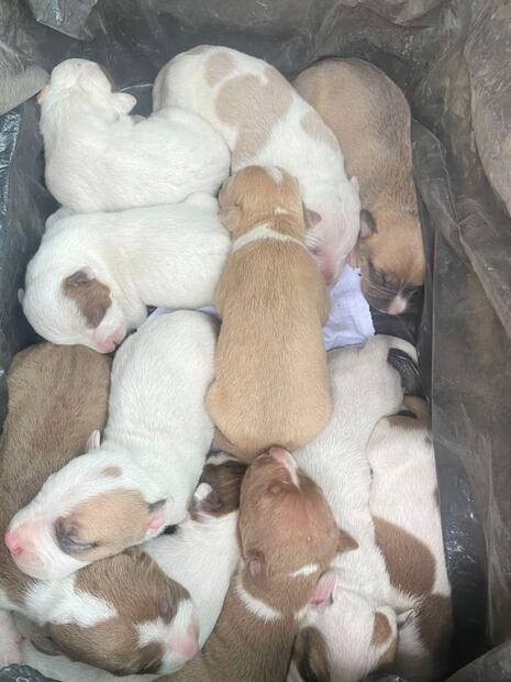 Rescatan a 16 perritos abandonados en un predio de Toluca; los darán en adopción