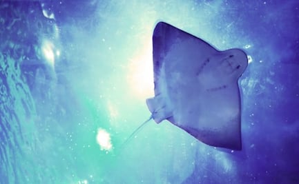 FGJ indaga si en protocolos de la empresa hay responsabilidad en muerte de bióloga en Acuario Inbursa 