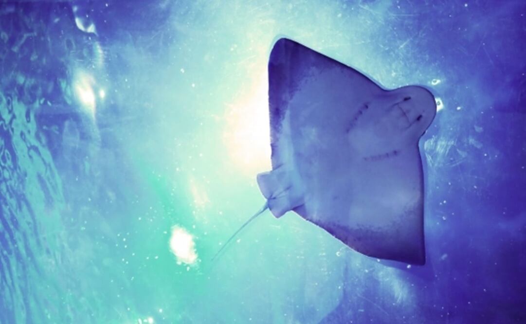 Foto: archivo/EL UNIVERSAL