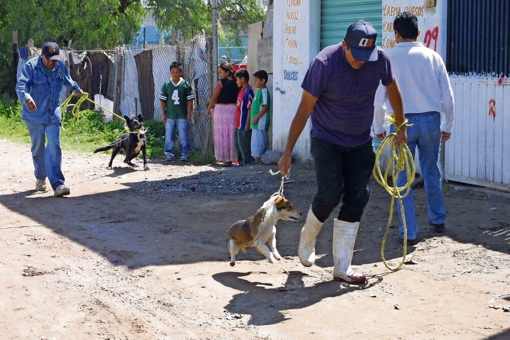 Si la persona que agrede a un animal es servidor público, sería destituido e inhabilitado de ocho a 12 años, señala la propuesta. Foto: Archivo | El Universal