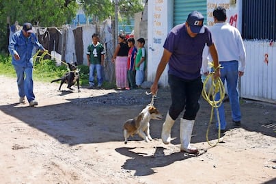 Van por castigo de 6 años de cárcel a maltrato animal