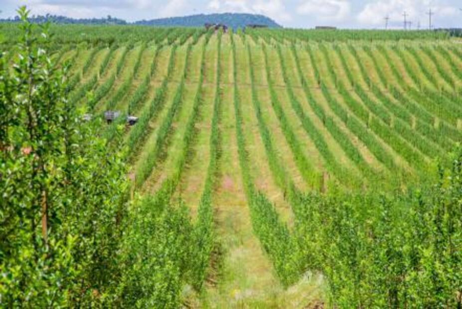 ¿Cuál es la relación entre las manzanas y el frío en Chihuahua?