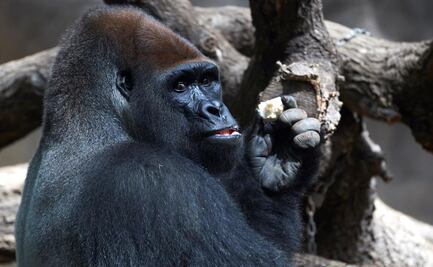 De los 20 gorilas del Zoológico de Atlanta, 18 han dado positivo a Covid