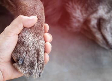 Aprueba Congreso CDMX la prohibición de pelea de gallos y la eutanasia de mascotas si tienen lesiones inatendibles