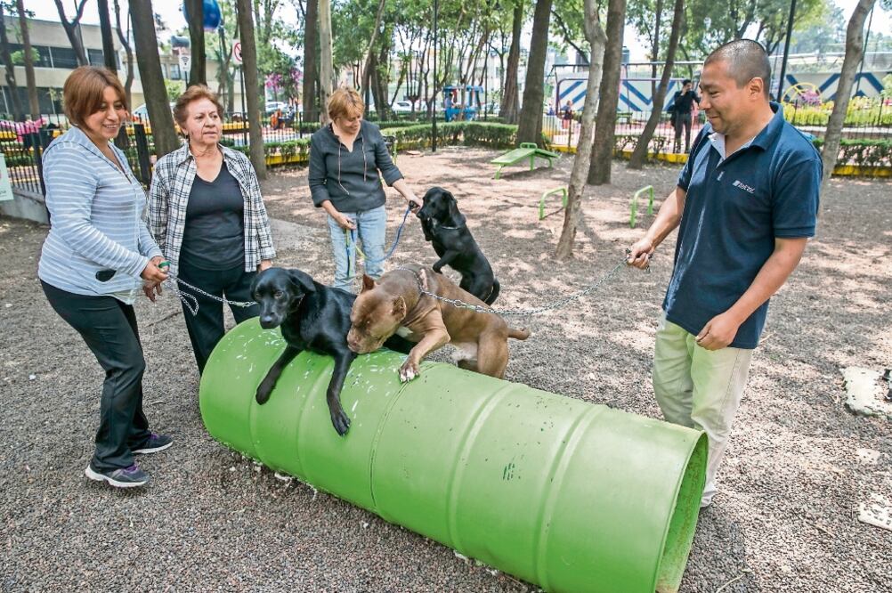 Las alcaldías con más investigaciones por robo de perros son Iztapalapa, con 10; BJ, con nueve; Xochimilco y GAM, con seis cada una, y Cuauhtémoc, con cinco. Foto: ARCHIVO EL UNIVERSAL