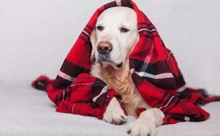 ¿Cómo detectar si tu perro tiene frío mientras duerme?; veterinaria lanza advertencia