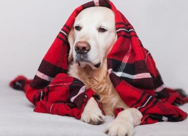 ¿Cómo detectar si tu perro tiene frío mientras duerme?; veterinaria lanza advertencia