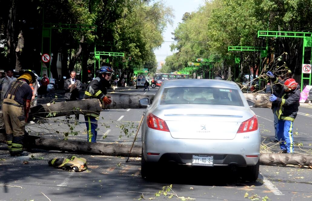 La Secretaría de Protección Civil de la Ciudad de México informó que debido a los fuertes vientos en los últimos dos días ha registrado la caída de 120 árboles y ramas, sin que se reporten personas lesionadas. Foto: Cuartoscuro.com