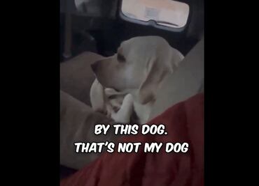 VIDEO: Conductor despistado confunde auto, arranca y "secuestra" a perrito que lo veía mientras comía pizza