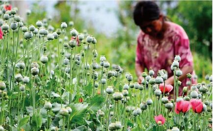Mexico, third producer worldwide of opium poppy