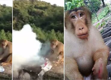 Juegan cruel broma a mono en Malasia y muere