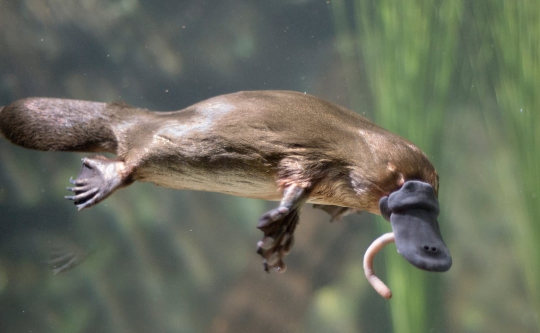 Los ornitorrincos son pequeños, miden entre 41 y 61 centímetros de longitud, sin cola. Foto: Wikimedia Commons. Rainbow606