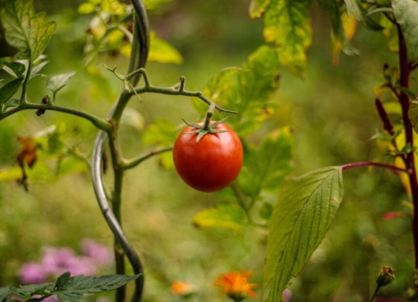Huertos urbanos: hortalizas que puedes cosechar en casa