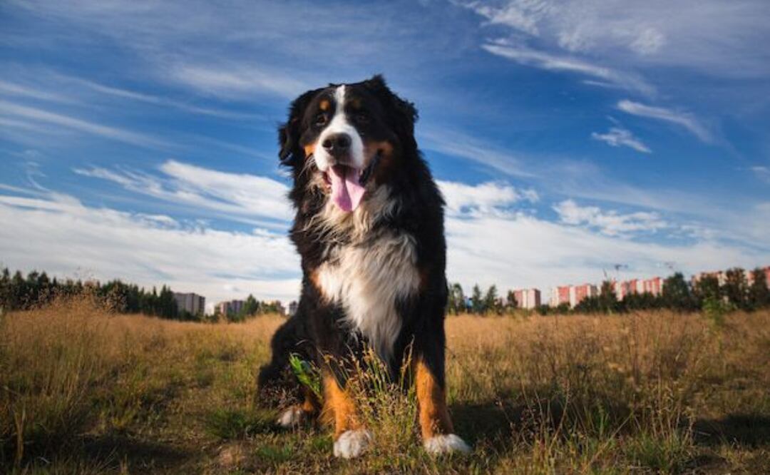 El crecimiento acelerado de los perros grandes provoca un envejecimiento prematuro en comparación con razas de tamaño mediano o pequeño. Fuente: Freepik.