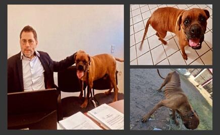 VIDEO: Lomito víctima de maltrato participa en audiencia donde vinculan a proceso a su ama en Sonora