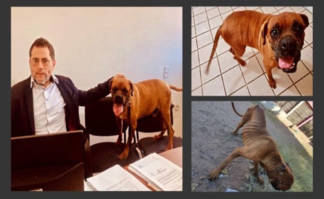 El ejemplar de raza bóxer permaneció tranquilo y atento durante una hora y 10 minutos. Foto: Fiscalía de Sonora
