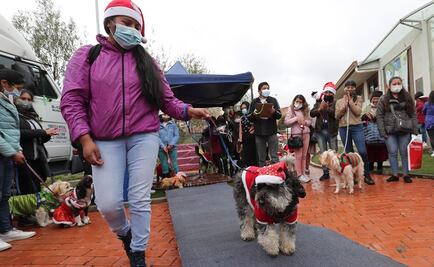 Perros, gatos y hasta conejos participan en concurso de disfraces navideños en Bolivia