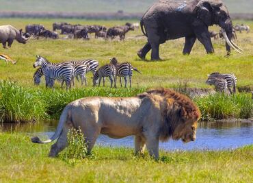 Un millón de especies amenazadas de extinción: afirma ONU