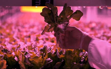 Agricultura a prueba de sequías y cambio climático, la apuesta de los Emiratos para revolucionar su cultivo