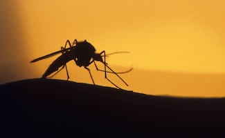 Secretaría de Salud confirma reaparición de chikungunya en Yucatán, tras siete años sin casos; alertan por alta transmisión de dengue