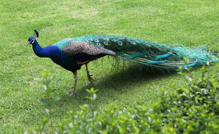 Profepa impone medidas a zoológico en Yucatán por muerte de aves