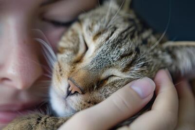 Estos son los beneficios para el cerebro de tener a un gato como mascota