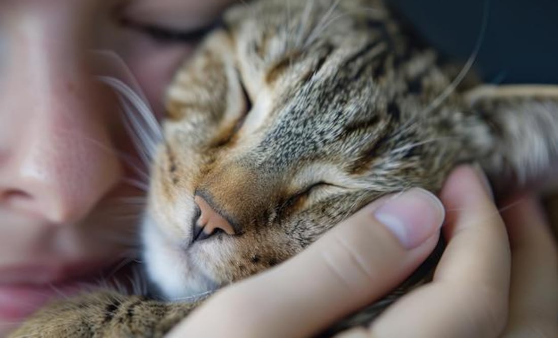 Su presencia aporta consuelo y compañía, pero también puede influir de manera positiva en la salud física y emocional. Fuente: Freepik.