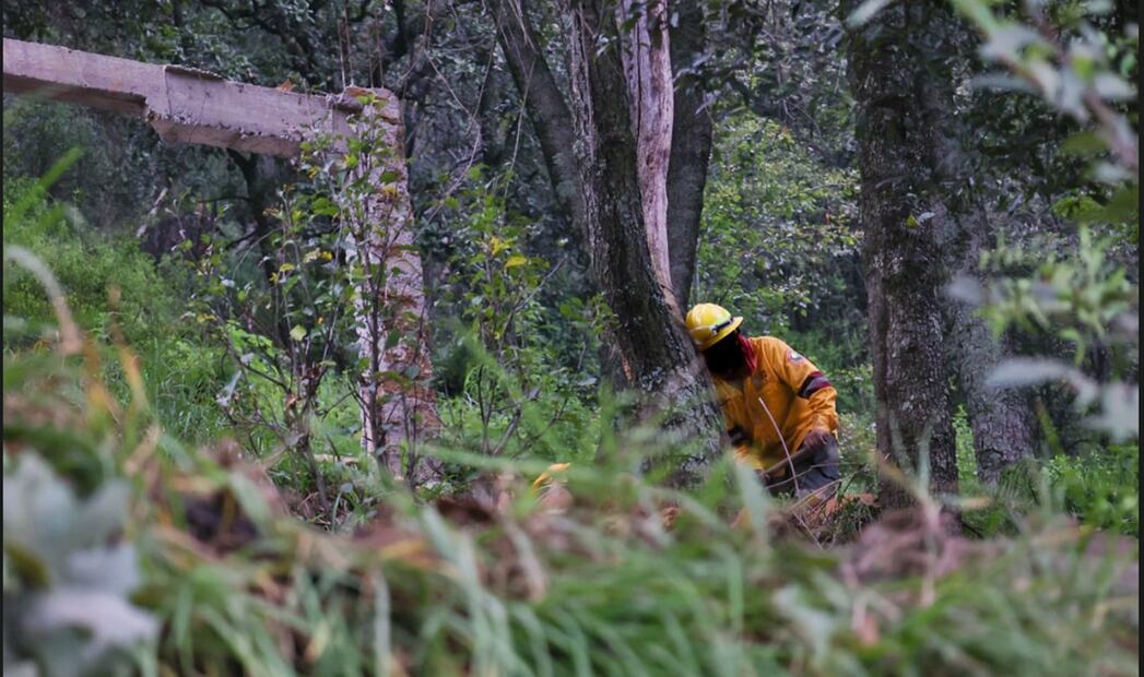 Personal de la Sedema realizó un operativo en la zona boscosa de Los Dinamos, donde se intervinieron 10 hectáreas, cuatro de ellas ocupadas ilegalmente. Foto: especial