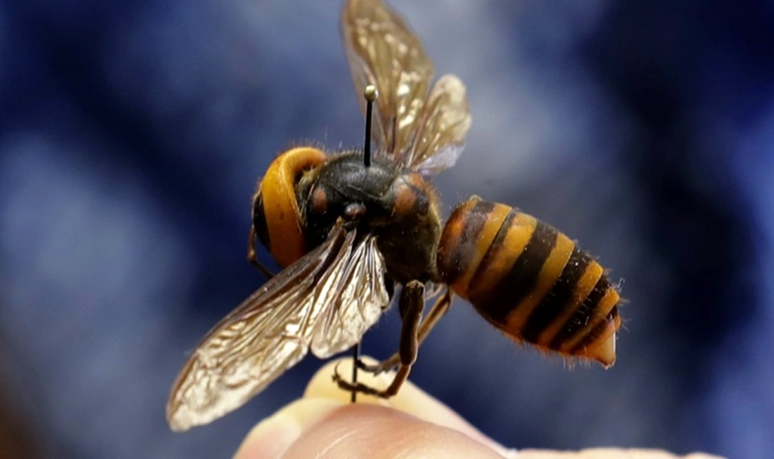 Foto: Archivo/EL UNIVERSAL