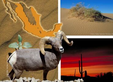 Cómo interactúan las especies para sobrevivir al desierto