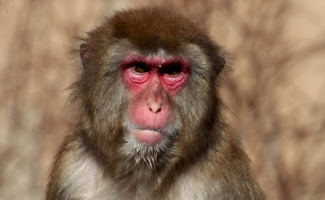 Macaco rhesus, una especie de cara rosada que prolifera en este país del sur de Asia. (FOTO: Archivo. EL UNIVERSAL)