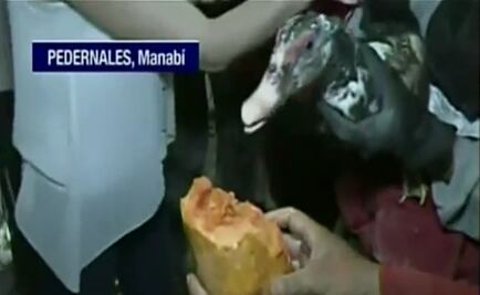 Hallazgo inesperado: Un pato sobrevivió 5 días bajo escombros