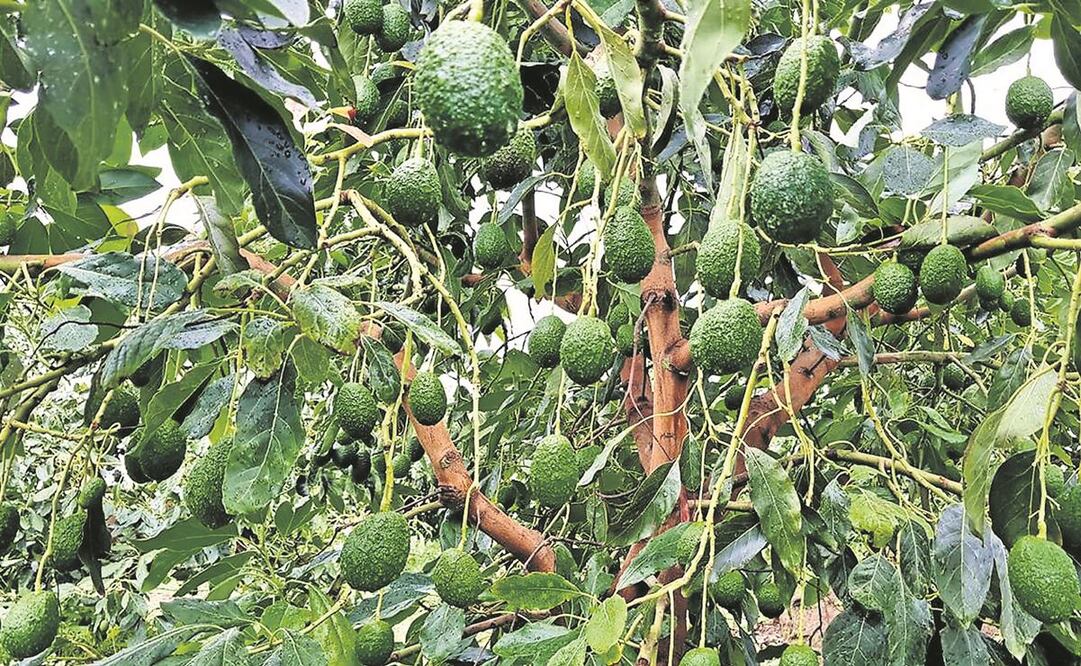La situación es delicada porque ya se tiene que cortar la fruta y preparar las huertas para la nueva temporada, dicen productores. Foto: Archivo/ EL UNIVERSAL.