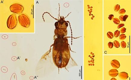 Los escarabajos ya polinizaban en el Jurásico