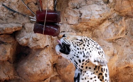 Por intenso calor, dan paletas heladas a animales de zoológicos en Mérida, Yucatán