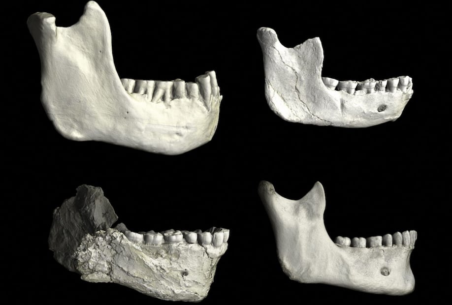 Esta imagen, publicada por el MPI EVA Leipzig (CC BY-SA 2.0) el 7 de enero de 2026, muestra mandíbulas del norte de África, lo que ilustra la variación entre los homínidos fósiles y los humanos modernos. Se observa un Tighennif 3 de Argelia (arriba-izq.), un ThI-GH-10717 de la cantera Thomas en Marruecos (arriba-der.) y un Jebel Irhoud 11 de Marruecos (abajo-izq.), comparados con una mandíbula de un humano moderno reciente (abajo-der.), mostradas a la misma escala, lo que permite una comparación directa de su tamaño y forma. ¿Dónde surgió nuestra especie? Fósiles descubiertos en Marruecos, que datan de hace más de 773 mil años, refuerzan la teoría de que el Homo sapiens apareció originalmente en África, según un estudio publicado el 7 de enero de 2026. Foto: AFP