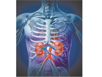 Demuestran presencia de canales marcapasos en riñones