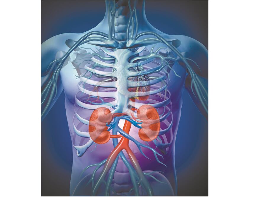 Los riñones son los órganos principa les del sistema urinario. Foto: ESPECIAL