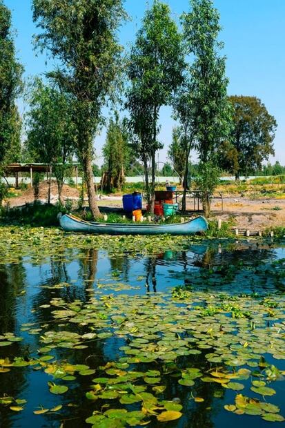 La chinampa, cultivo ancestral y vital para la alimentación