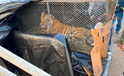 Rescatan a hembra tigre de bengala en Baja California Sur; criminal la tenía como mascota