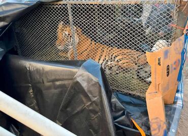 Rescatan a hembra tigre de bengala en Baja California Sur; criminal la tenía como mascota