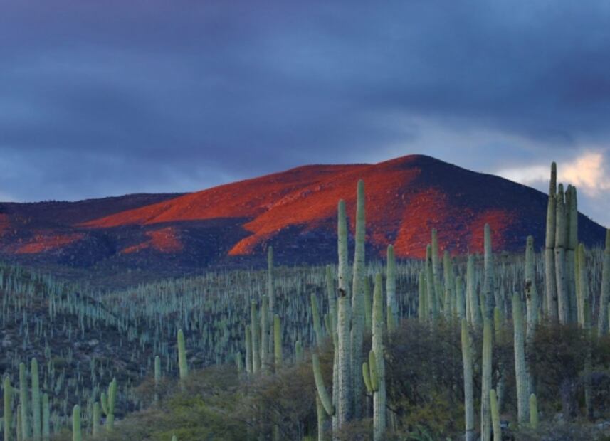 Viaja gratis durante un año por todo México
