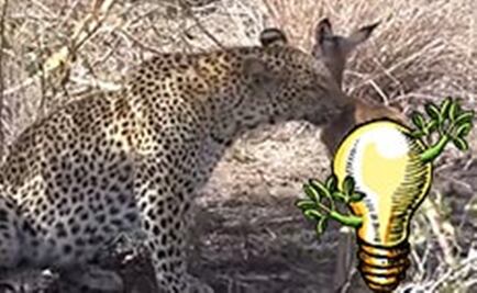 Leopardo juega con gacela en vez de comérsela