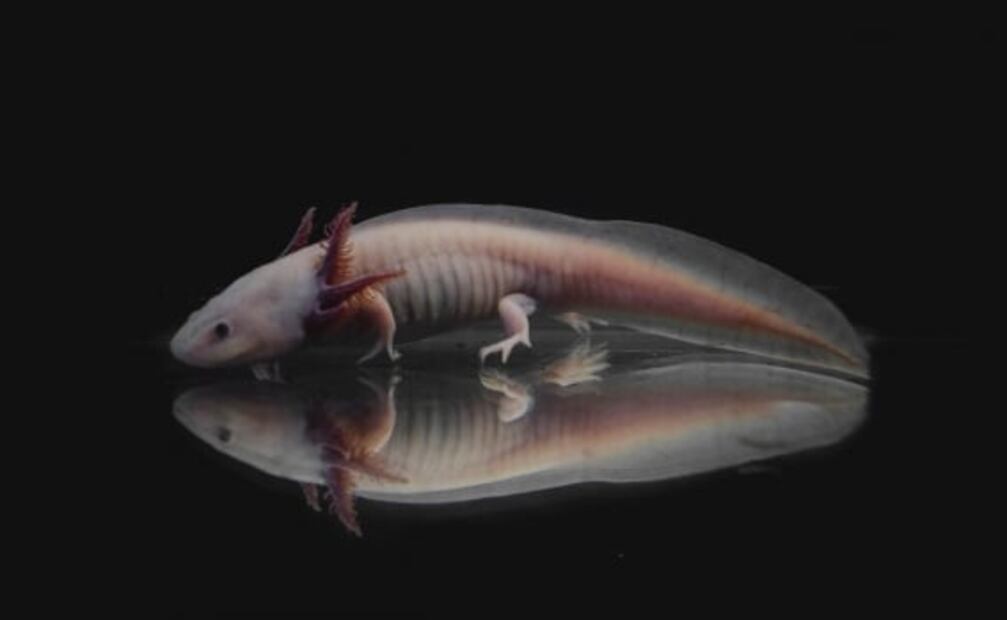 Axolotitlán: lo que sabemos del nuevo Museo Nacional del Ajolote