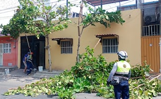 Tras fuertes vientos, continúan sin energía eléctrica algunas poblaciones del Istmo de Oaxaca; piden a transportistas extremar precauciones