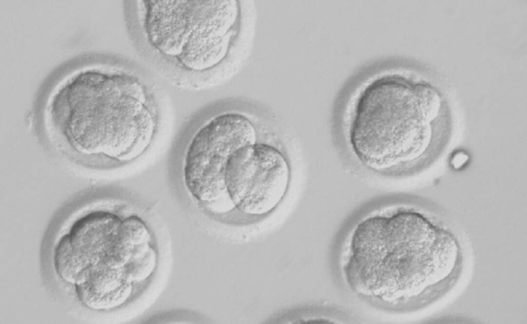 Científicos probaron el microimplantes en ratas. Foto: Archivo