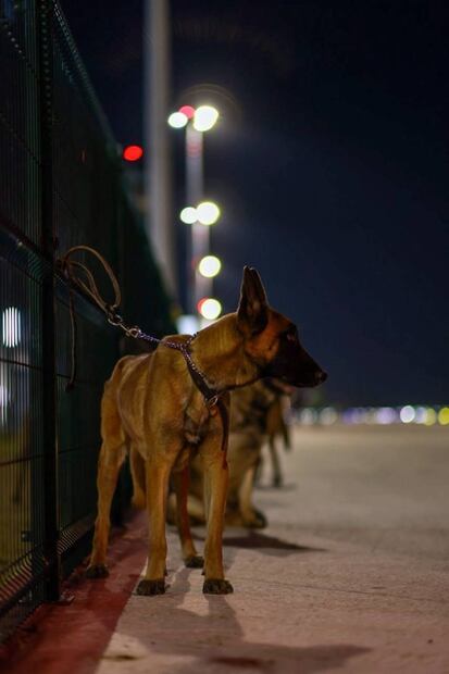 Con el espíritu de Frida, especialistas junto a perritos rescatistas viajan rumbo a Turquía
