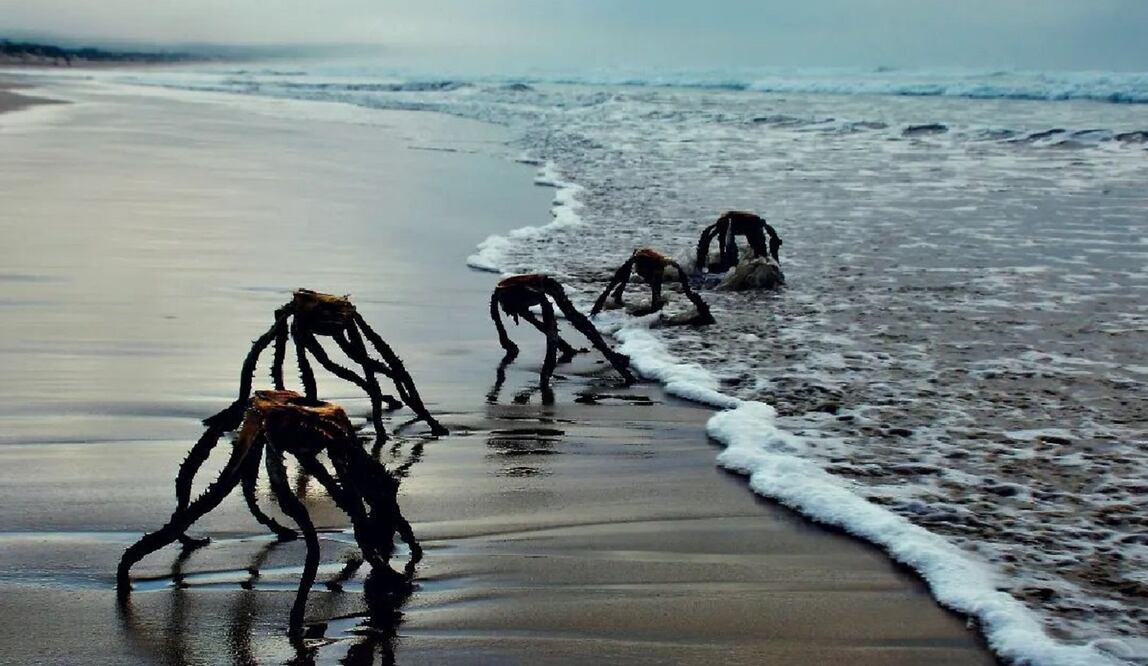 Las Aloe Vera Ferox tienen un color verde opaco, con tonos ligeramente azulados. FOTO: Facebook de Jan Vaster