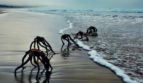 ¿Extraterrestres saliendo del mar? Las fotos que causaron pánico en Sudáfrica